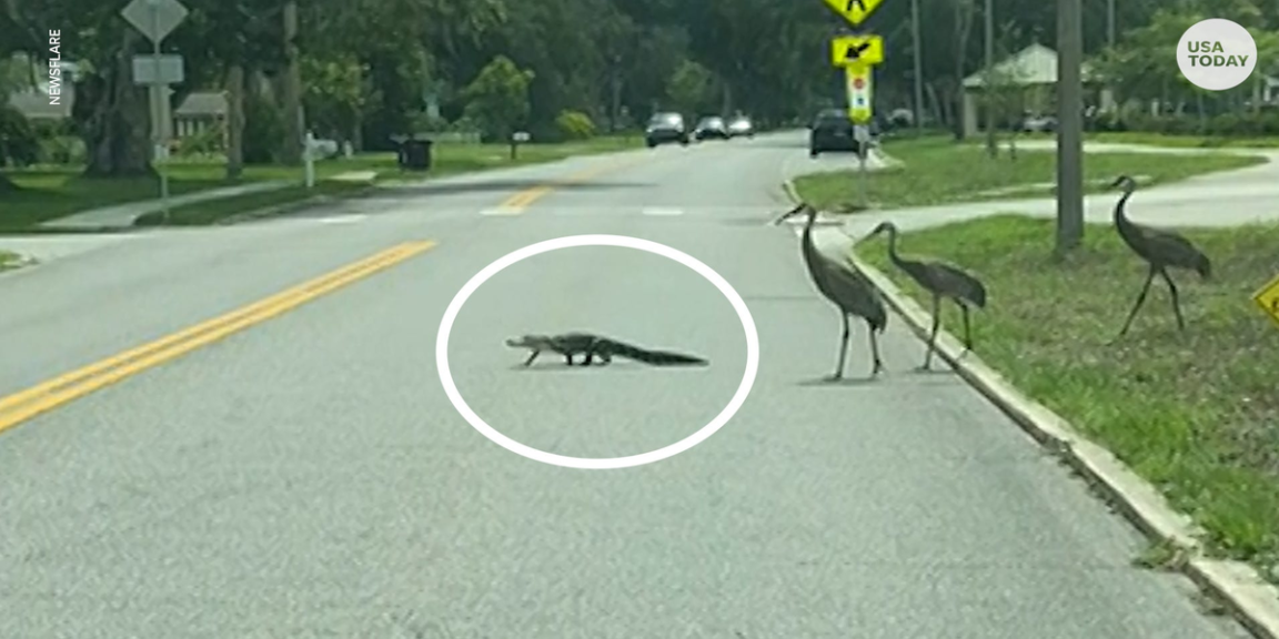 An alligator crosses the road while being chased by three cranes
