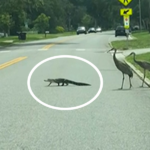 An alligator crosses the road while being chased by three cranes