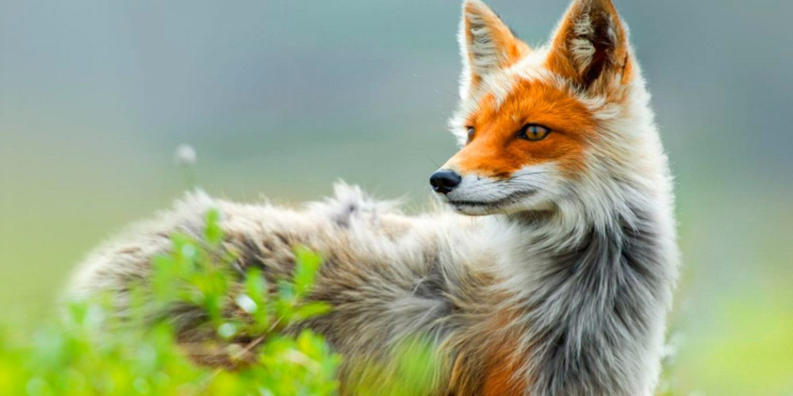The 10 most beautiful animals in the world | Newz