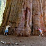 The giant sequoia forest: home of Hyperion