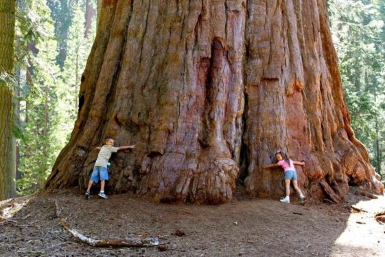 The giant sequoia forest: home of Hyperion