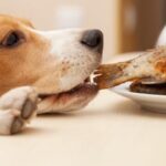 What should and should not a dog eat?