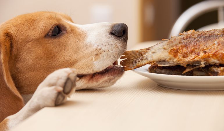 What should and should not a dog eat?