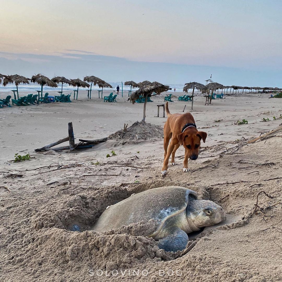 Meet the dog that helps turtle hatchlings reach the sea