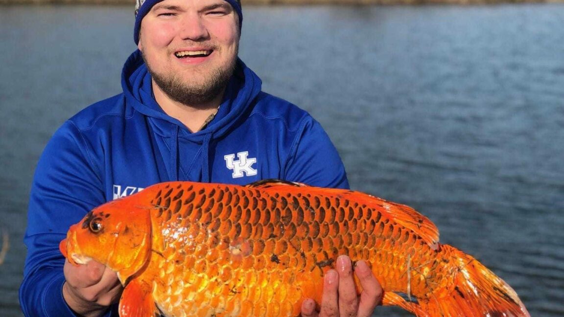 Officials warn to stop throwing goldfish into lakes. 'They grow bigger than you think'