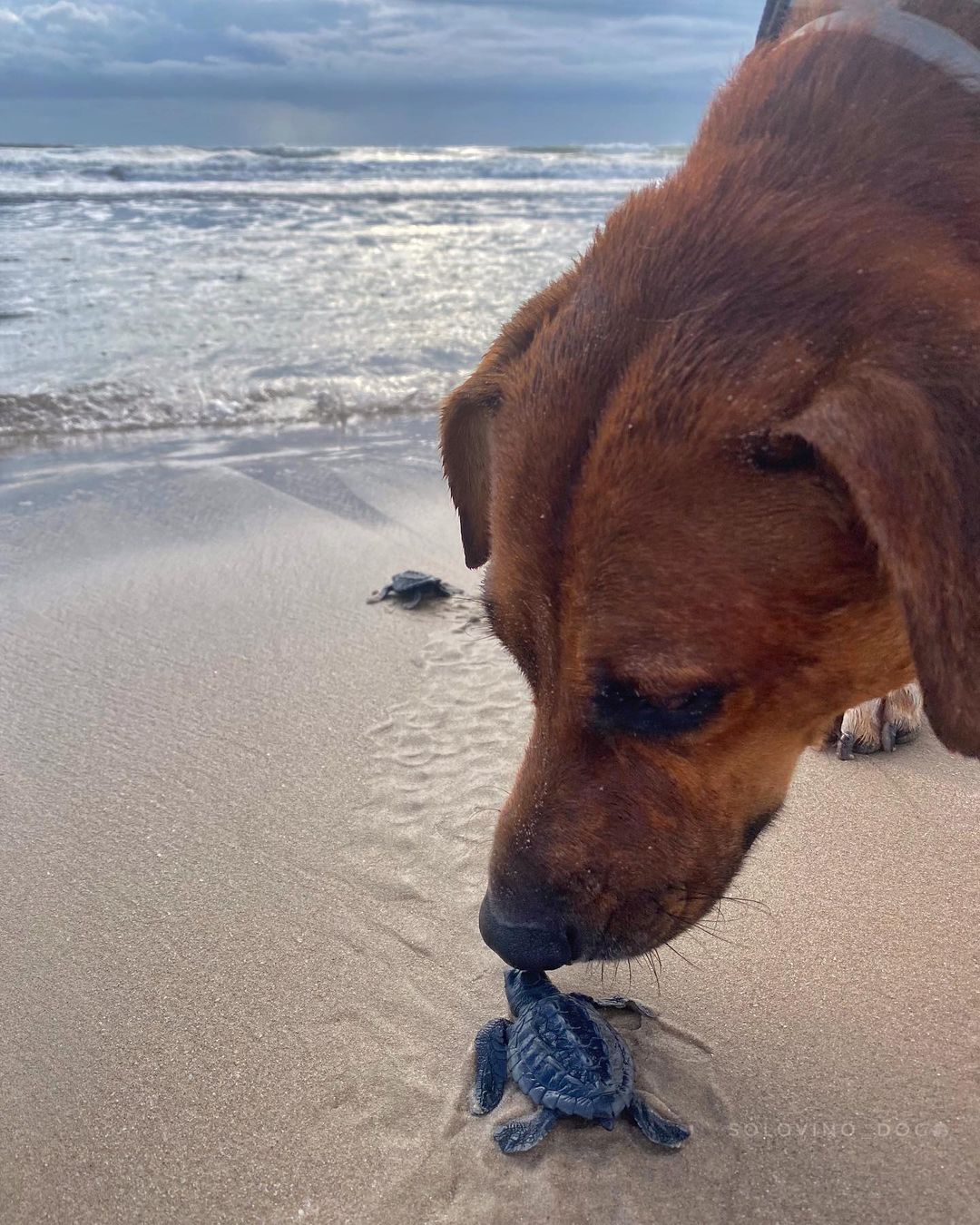 Meet the dog that helps turtle hatchlings reach the sea