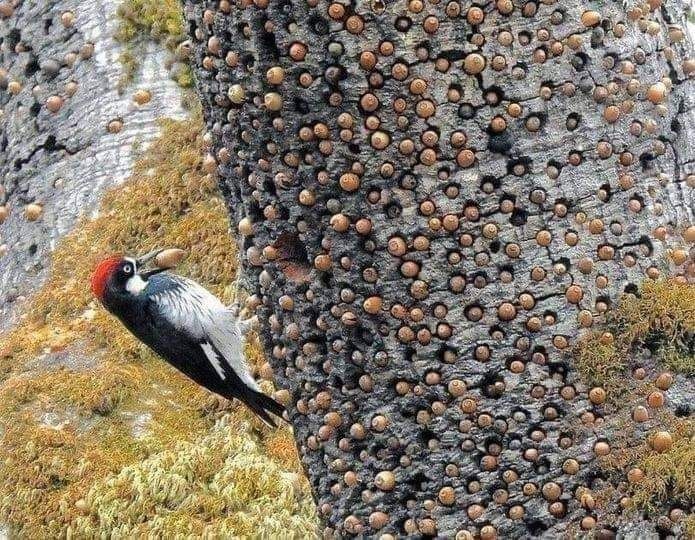 Here's how a woodpecker prepares for winter