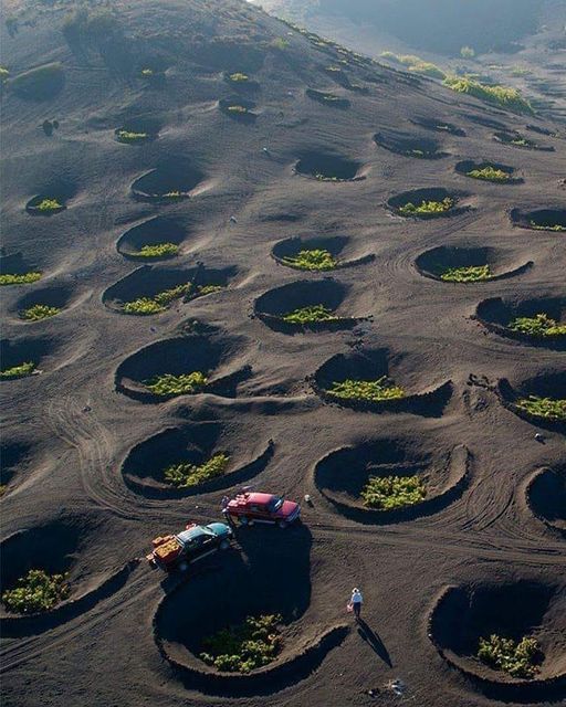 Lanzarote and wine - An island of unique vineyards