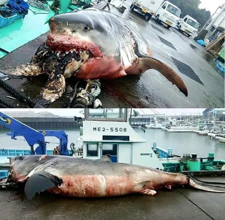 Giant white shark dies after choking on sea turtle