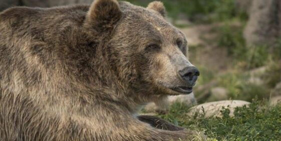 A bear that pulled a California woman out of her tent and killed her was shot and killed