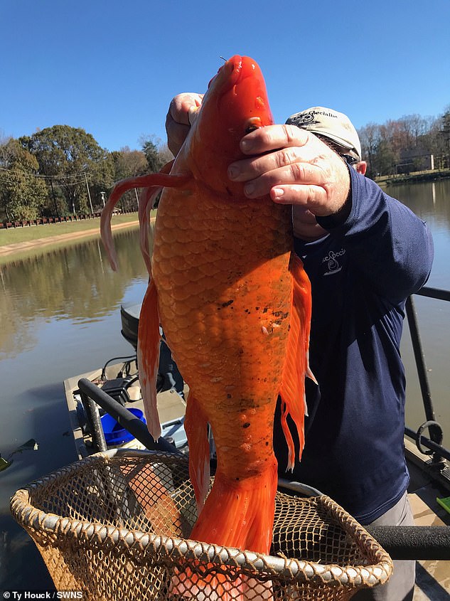 Officials warn to stop throwing goldfish into lakes. 'They grow bigger than you think'
