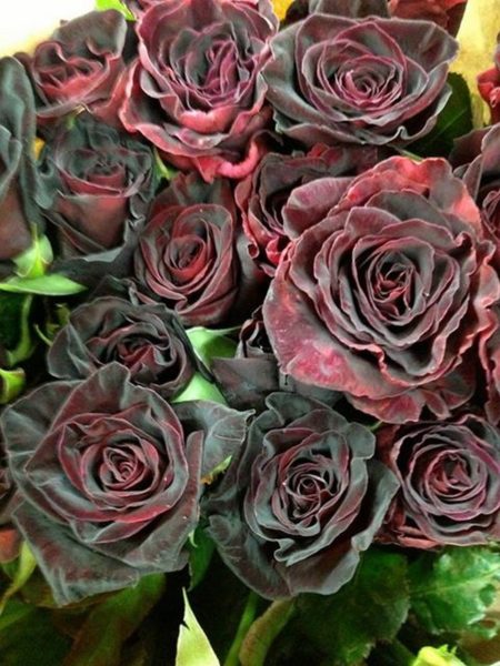 Turkey black roses are also known as Halfeti roses