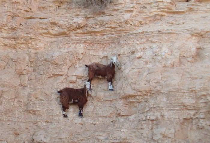 Goats are not crazy but defy death on cliffs