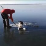 A dog sinks in a frozen lake: he is saved from the frost