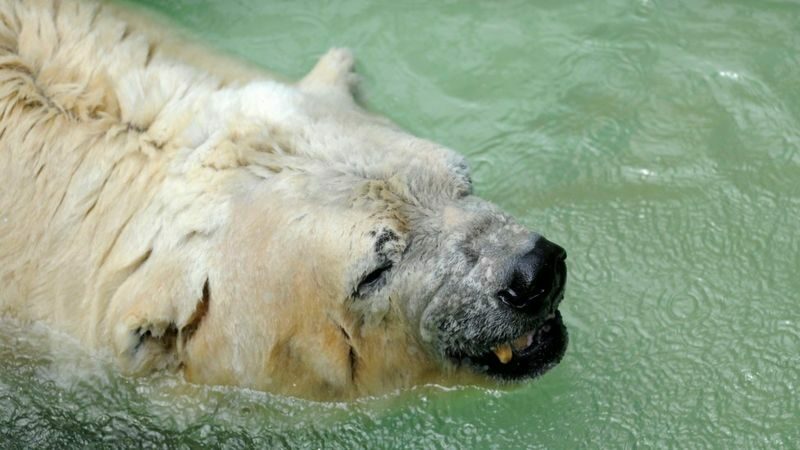 Arturo the polar bear: the saddest animal in the world