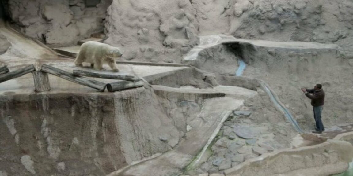 Arturo the polar bear: the saddest animal in the world