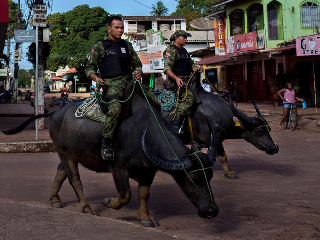 In the Brazilian state of Pará, buffaloes have become the police's best allies when patrolling the region's rivers and swampy territories.