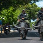 Police unit that rides buffaloes to patrol the Amazon