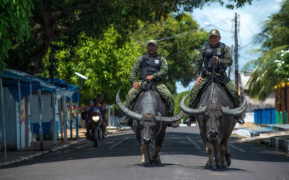 In the Brazilian state of Pará, buffaloes have become the police's best allies when patrolling the region's rivers and swampy territories.