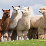The alpaca, information, characteristics and more