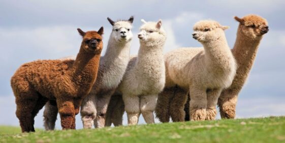 The alpaca, information, characteristics and more