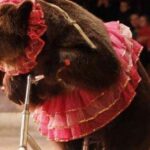 Circus bear lunges at its trainer in the middle of a children's show