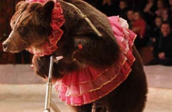 Circus bear lunges at its trainer in the middle of a children's show