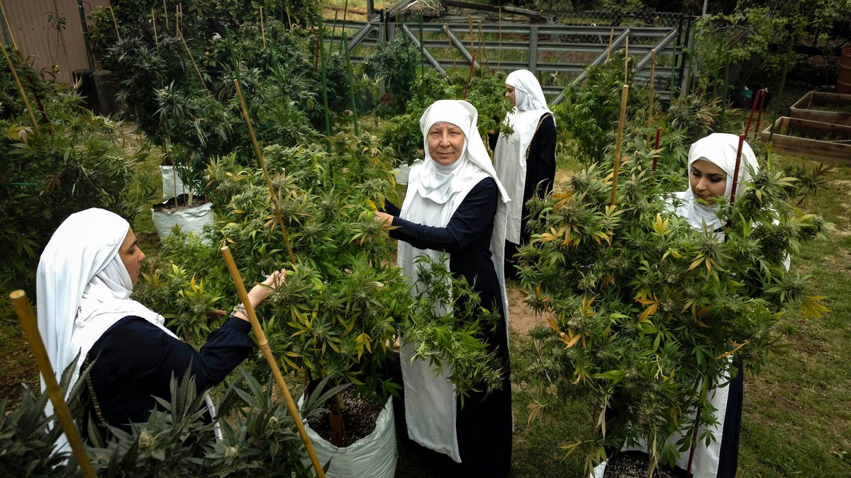 The perfect move of the 'Sisters of the Valley', the nuns of pego who grow, sell and consume marijuana