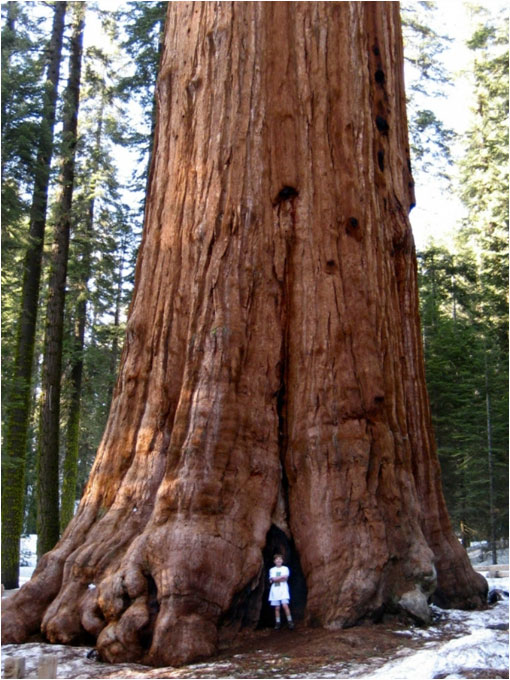 The giant sequoia forest: home of Hyperion