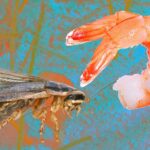 Are cockroaches and shrimp really the same?