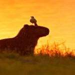 The world's friendliest animal that serves as a transport for other species in the Amazon