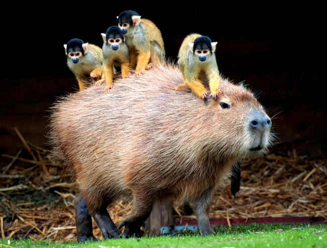 The world's friendliest animal that serves as a transport for other species in the Amazon