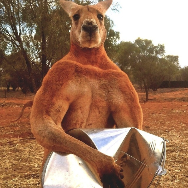 The world's largest and strongest kangaroo has died