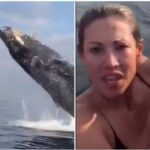 A large humpback whale emerges from the ocean and almost crushes two canoeists who were resting