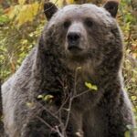 Grizzly bear drags woman out of her tent in Montana and kills her