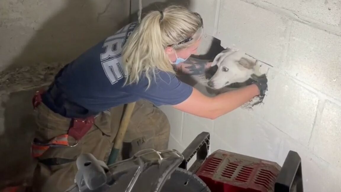 Dog rescued after being trapped between two walls for five days