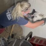 Dog rescued after being trapped between two walls for five days