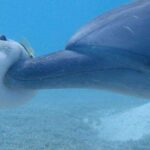 Dolphins get high, too, on pufferfish toxins