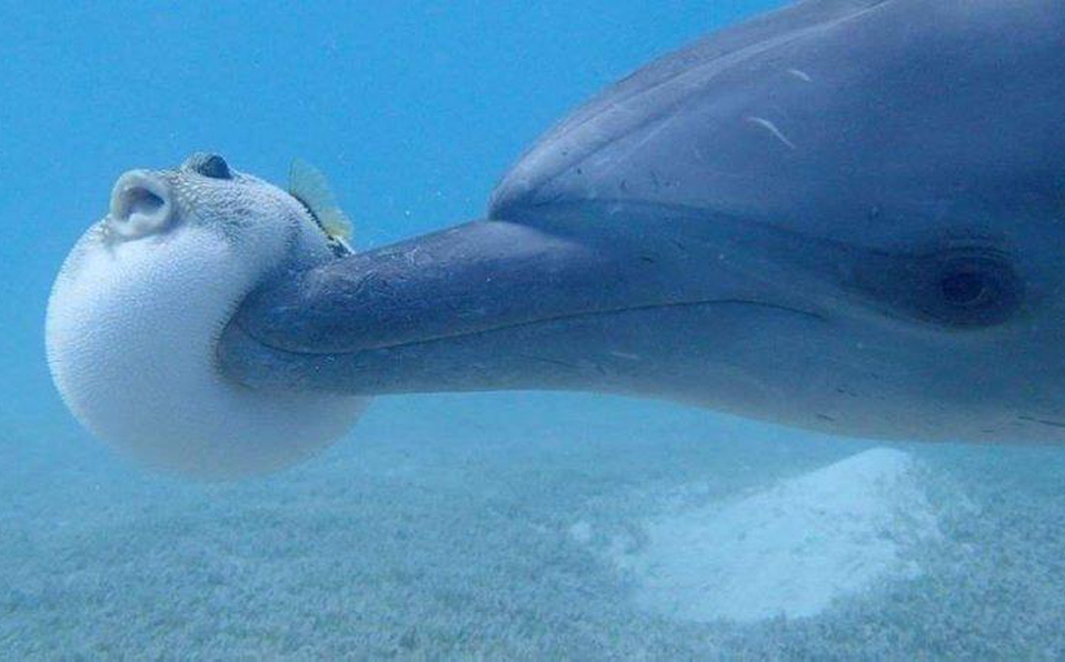 Dolphins get high, too, on pufferfish toxins