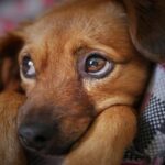 Dog sees his owner again after 6 months and cries