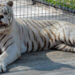 Kenny, the white tiger with Down's Syndrome