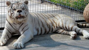 Kenny, the white tiger with Down's Syndrome