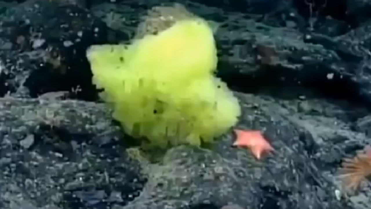 Scientists capture real-life 'version' of SpongeBob SquarePants on Atlantic seabed