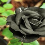 Turkey black roses are also known as Halfeti roses