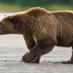 Man rescued after days of wrestling with grizzly bear in Alaskan cabin