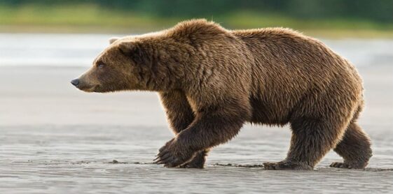 Man rescued after days of wrestling with grizzly bear in Alaskan cabin
