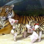 After losing cubs tigress adopts piglets