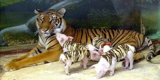 After losing cubs tigress adopts piglets