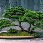 Bonsai: know the history and meaning of these miniature trees