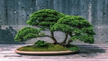 Bonsai: know the history and meaning of these miniature trees